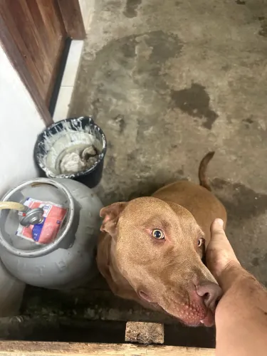 Doação Cachorro Pit Bull, fêmea, um ano e três meses.
