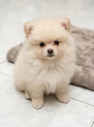 Vendo filhote de Lulu da pomerania Macho