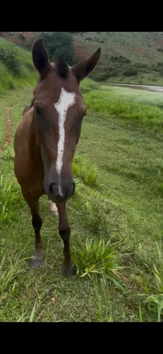 Egua mangalarga marchador filha de ATRIBUTO DE TRES CORAÇOES