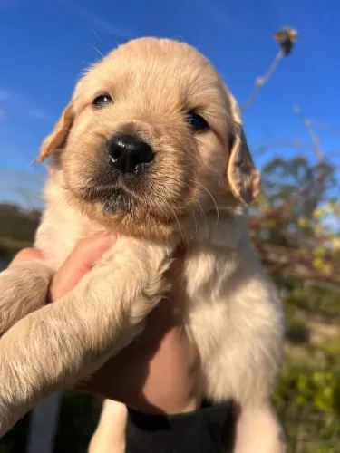 Filhote Golden Retriever dourado 