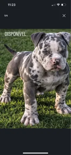 american bully elite cães de alto nível 