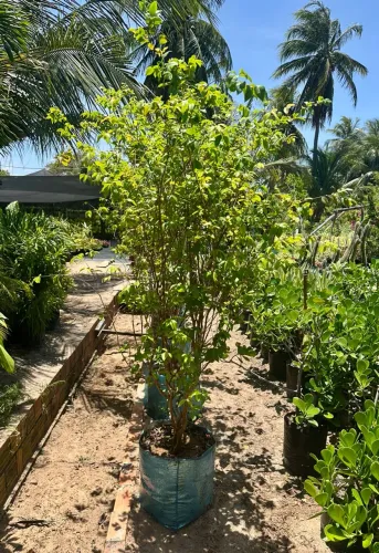 Muda de Jabuticabeira Híbrida Frutificando