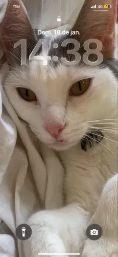 Doação gata dócil 