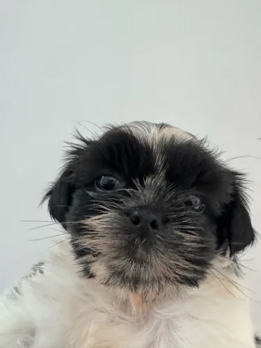 Filhote Shih Tzu fêmea - 45 dias 
