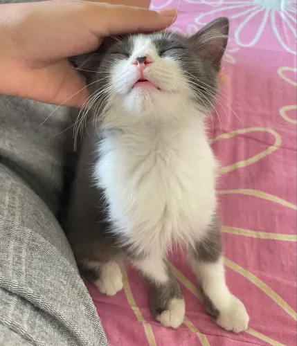 Doação de gato filhote