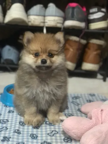 Lulu da pomerania
