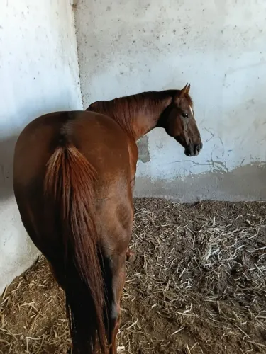 Cavalo quarto de milha