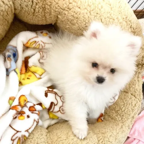 Lulu da Pomerânia