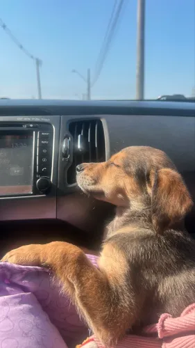 Doação cachorra filhote