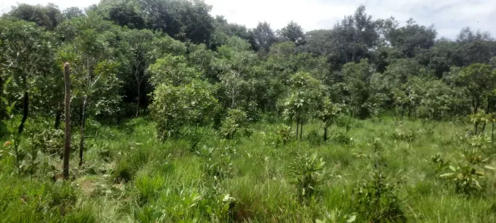 Terreno no Bairro Goiabal