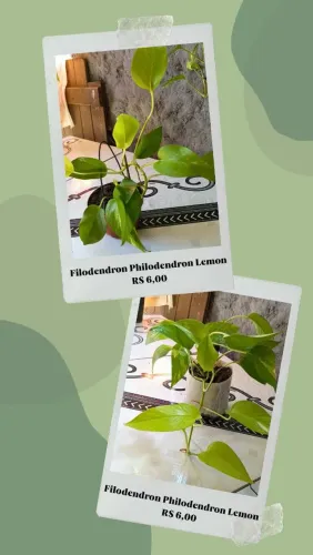 VENDE-SE PLANTAS