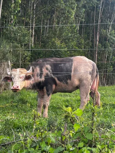 Búfala fêmea malhada 