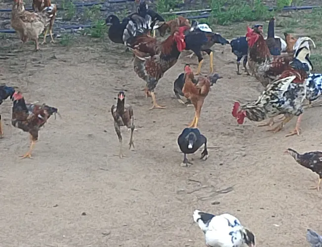 Vende-se galinha caipira e patos