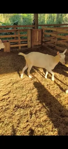 Cabras