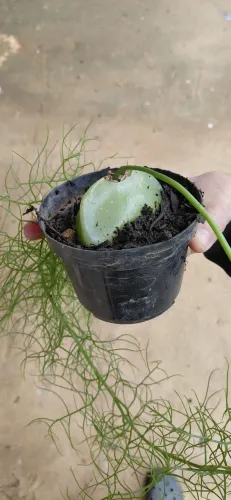 Plantas ornamentais