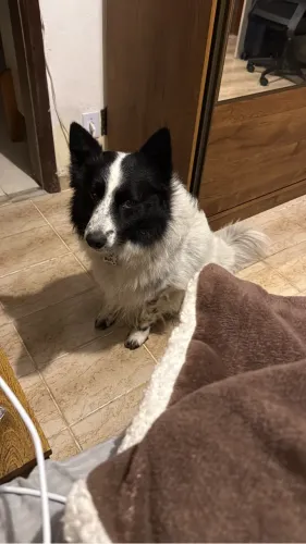 Filhotes de Border Collie disponível para reserva