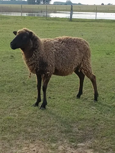 Vendo ovelha