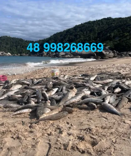 Tainha fresca 10 reais cada