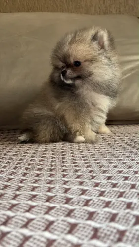 Lulu da Pomerania 