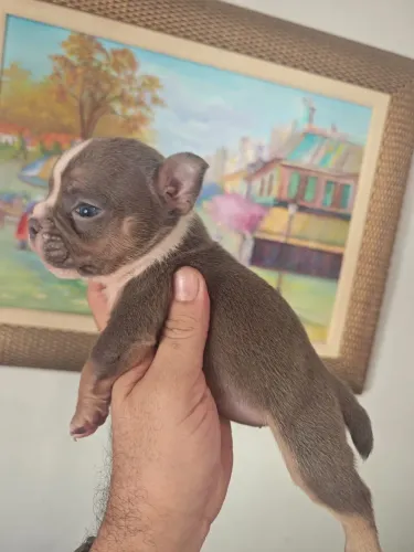 Vendo filhote de American bully