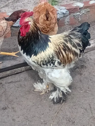 Galo Reprodutor brama