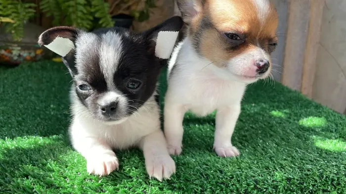 Chihuahua apronta entrega