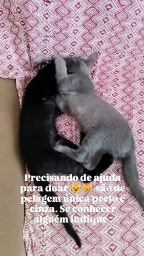 Doação de Gatinhos