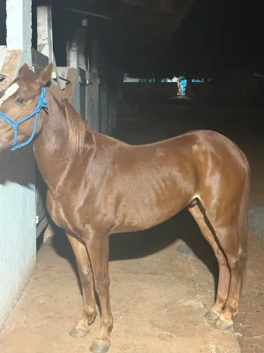 Vendo cavalo quarto de milha pronto nos 3 tambores