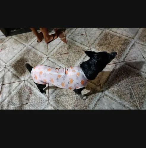 Roupa cirúrgica pós castração de fêmea n10 