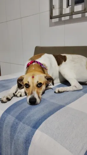 Cão para roça 