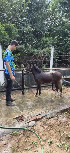 Venda-se dois pônei macho 