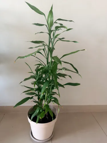 Bambu japonês