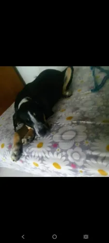 Doação fêmea 4 meses 