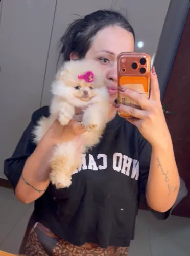 Lulu da pomerania femea e macho