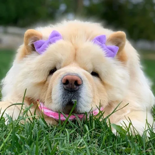 Chow Chow Um filhote pronto para conquistar cada cantinho do seu lar