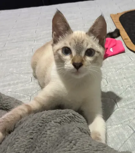 Gata fêmea para adoção 