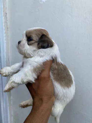 Filhotes de shih tzu