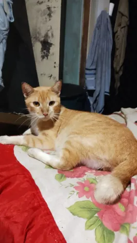 Adoção gatos