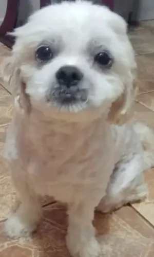 Shitzu Macho para adoção.