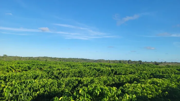 Vende - se terra, região da Bahia