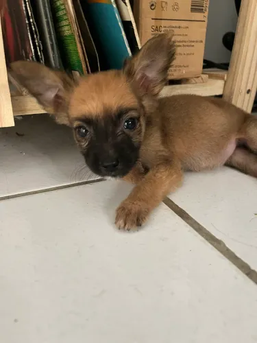 doação cachorro filhote porte pequeno vacinada