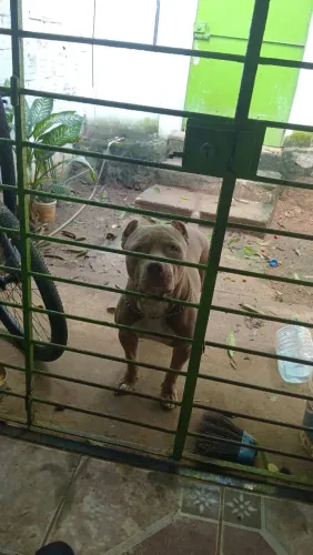 Pit bull para cobertura 