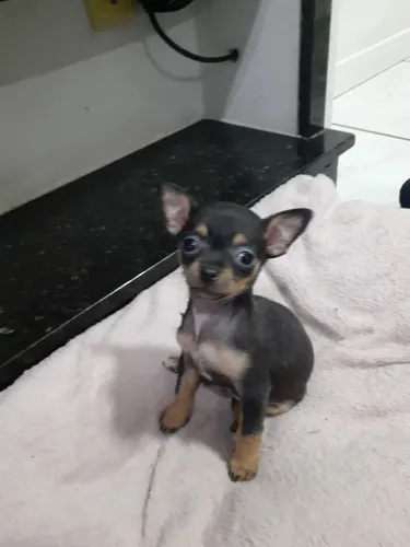 Pinscher Micro de Bolso R$ 2500