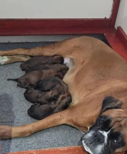 Filhote de Boxer fêmea