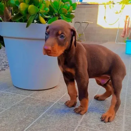 Doberman filhote