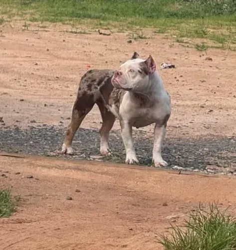 American Bully fêmea