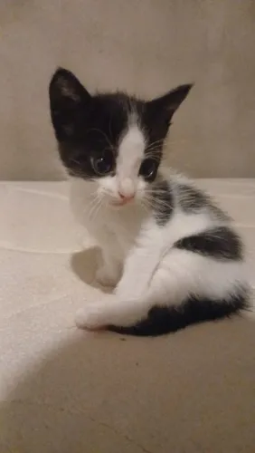 Gatinhos para Doação 