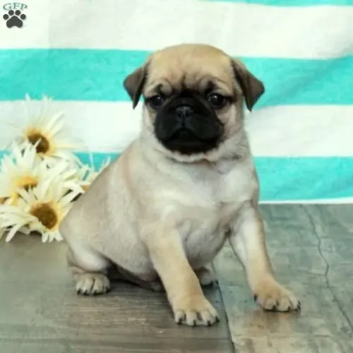 Pug Macho/Fêmea - Entrega Hoje