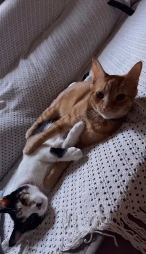 Gato macho castrado