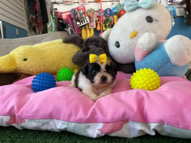 Shihtzu fêmea preto e branco disponível 